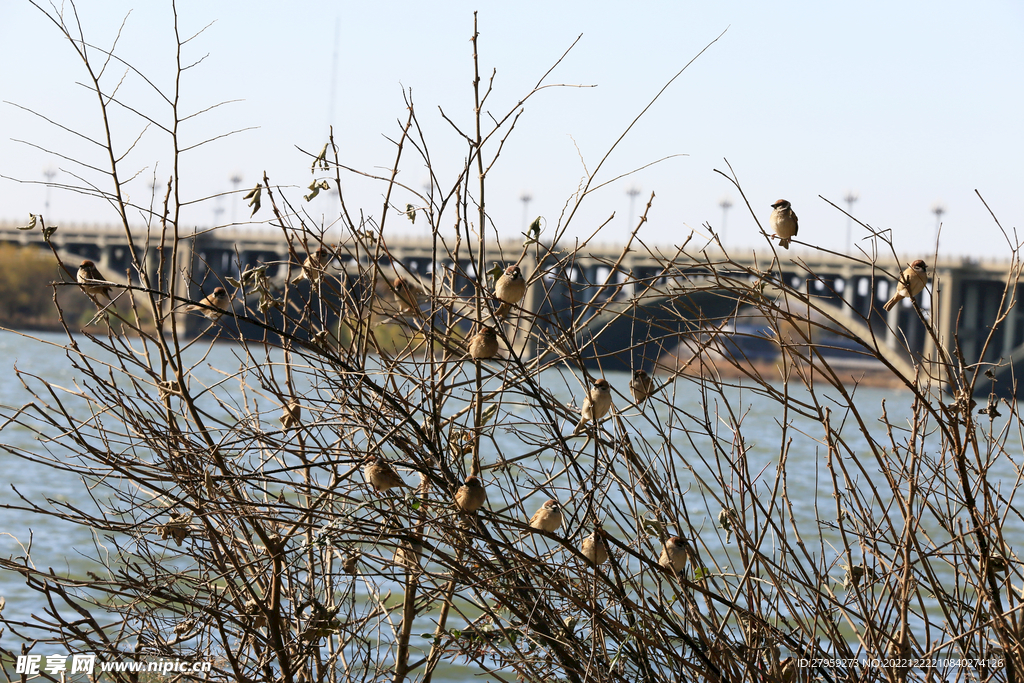 河岸树枝上的麻雀