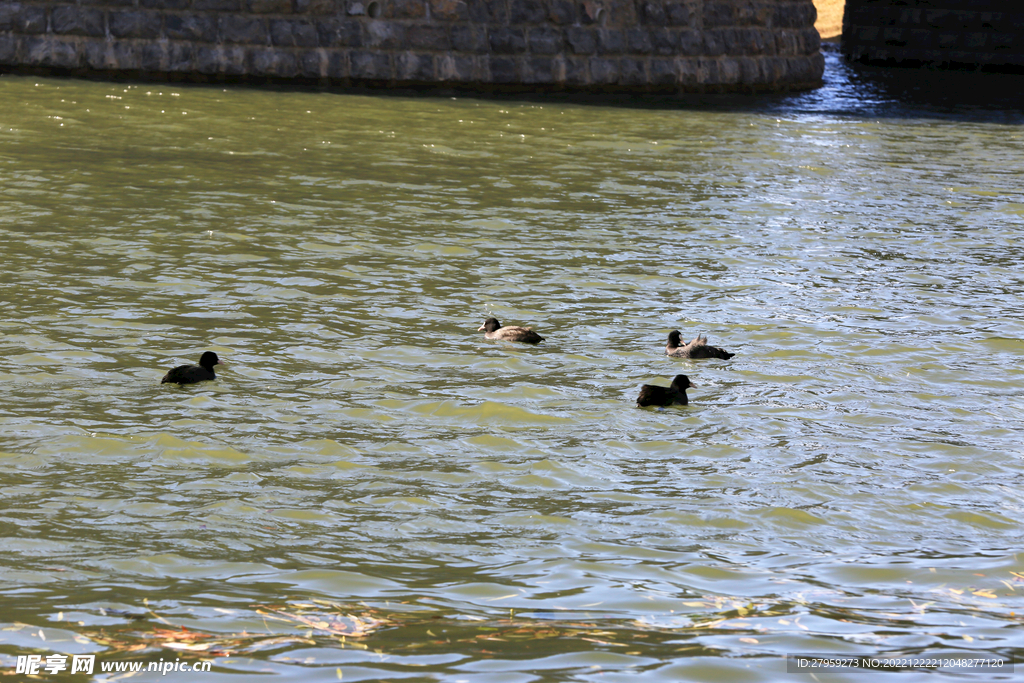 水里的野鸭
