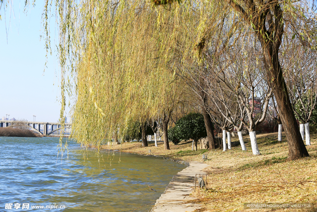 河边垂柳树