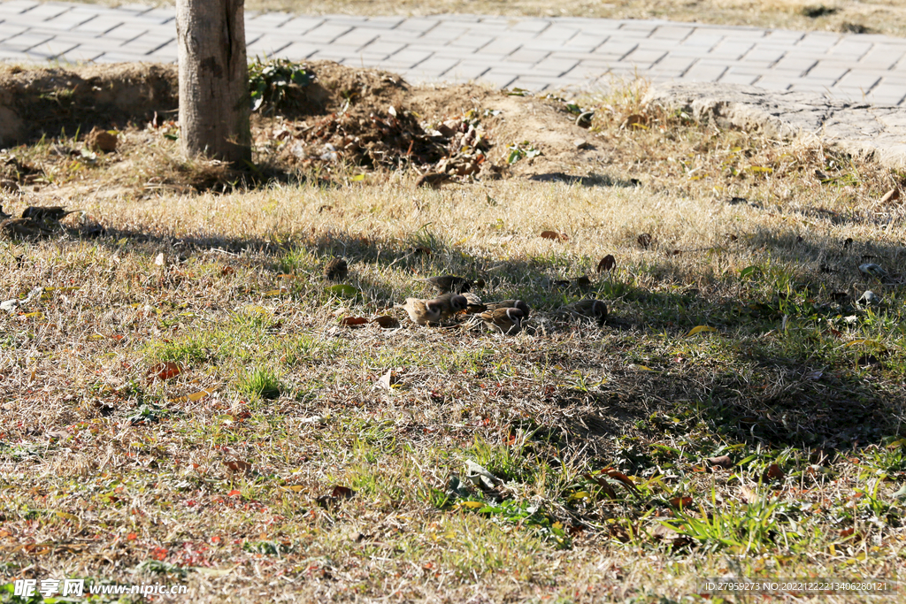 干草丛里的小麻雀