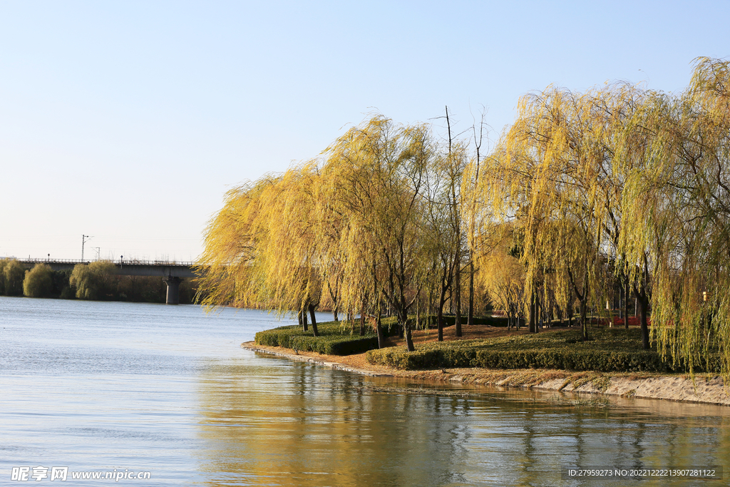 河岸柳树倒影