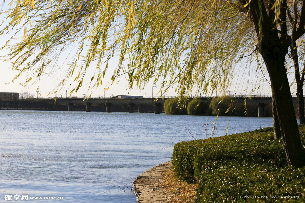 河岸垂柳