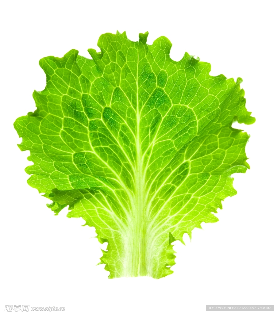 生菜