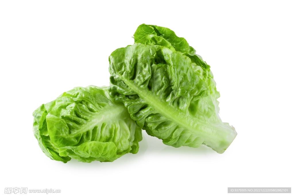 生菜 