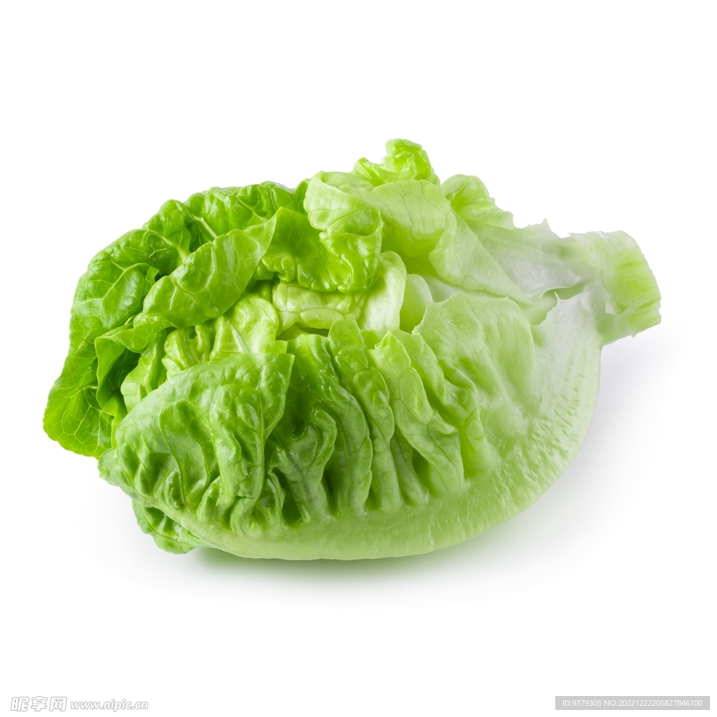 生菜 