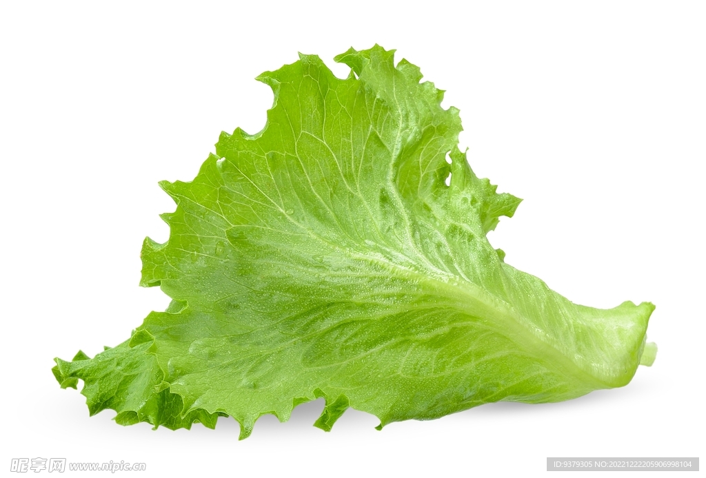 生菜