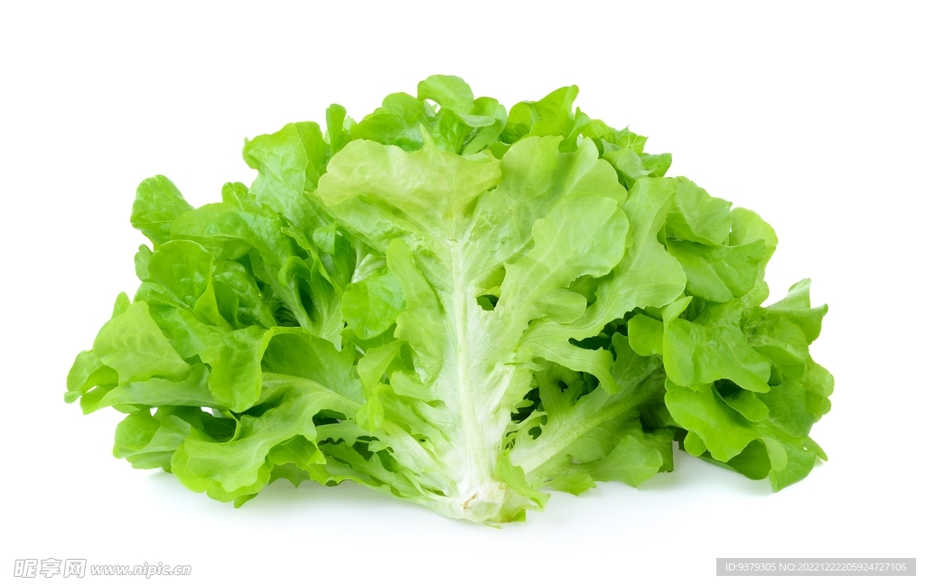 生菜 