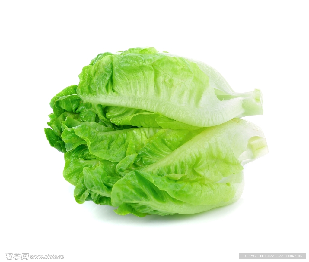生菜