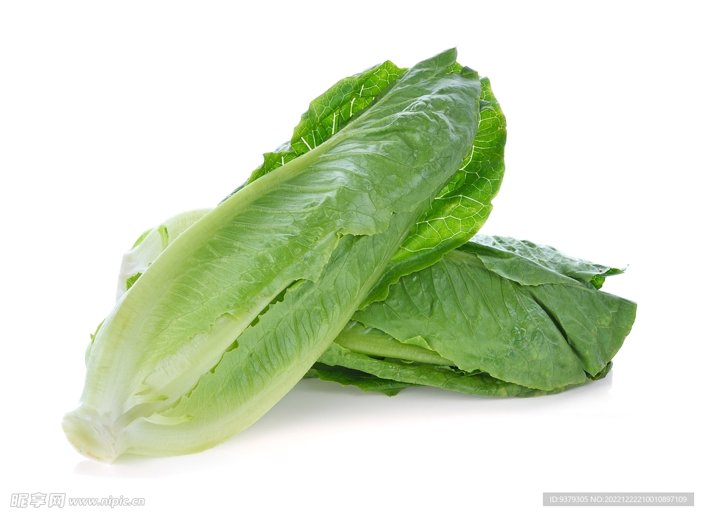 生菜