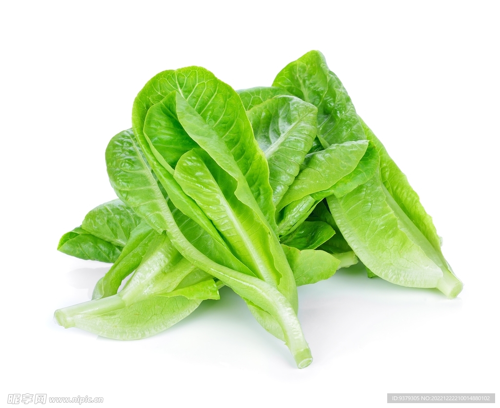 生菜