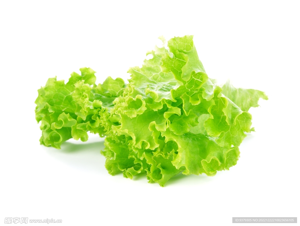 生菜
