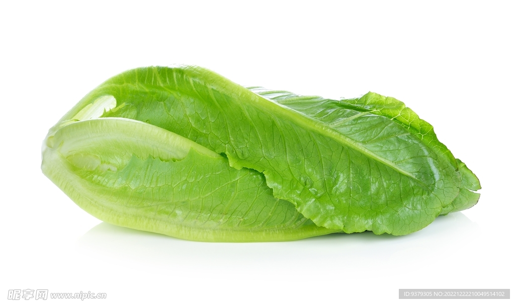 生菜