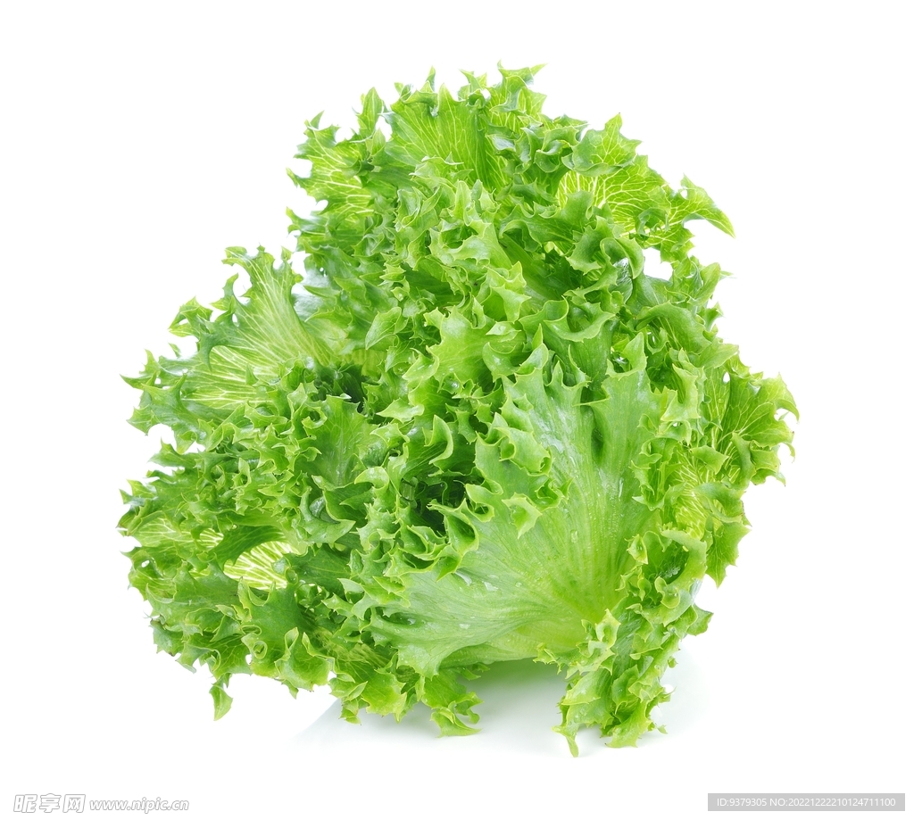 生菜 