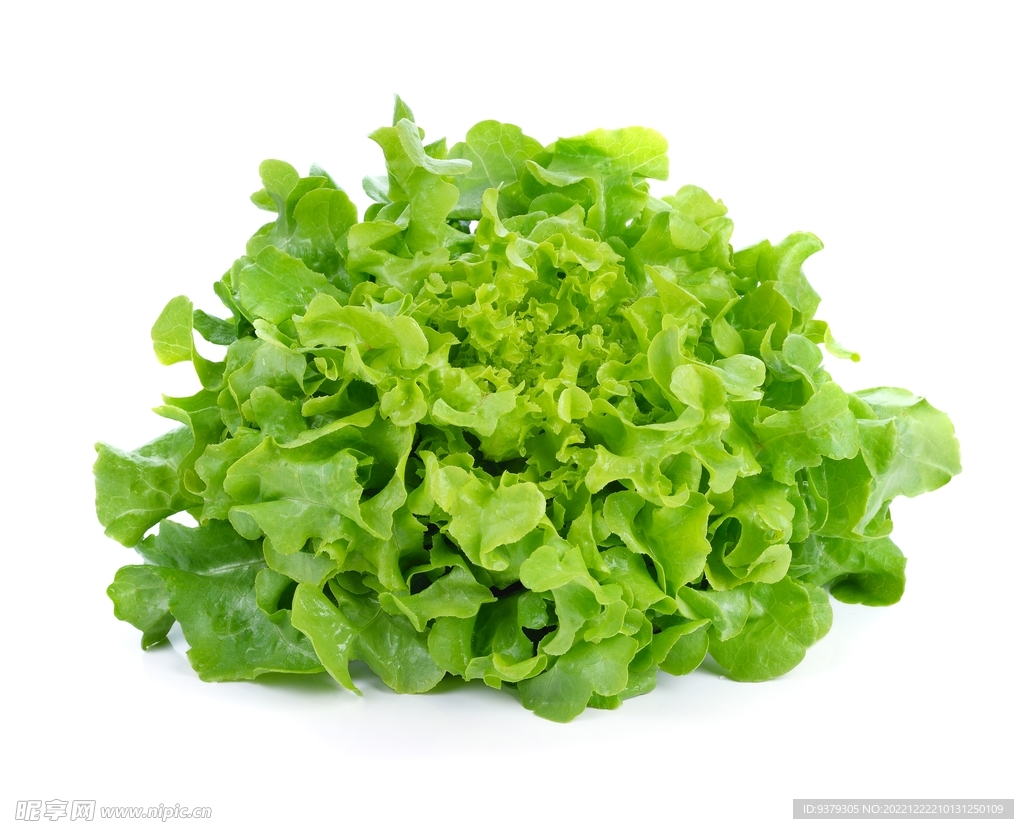 生菜 