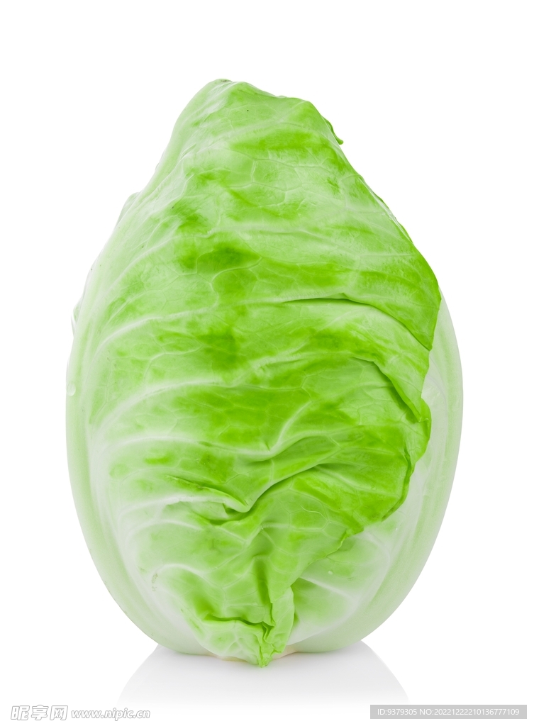 生菜