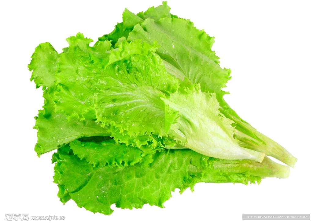 生菜