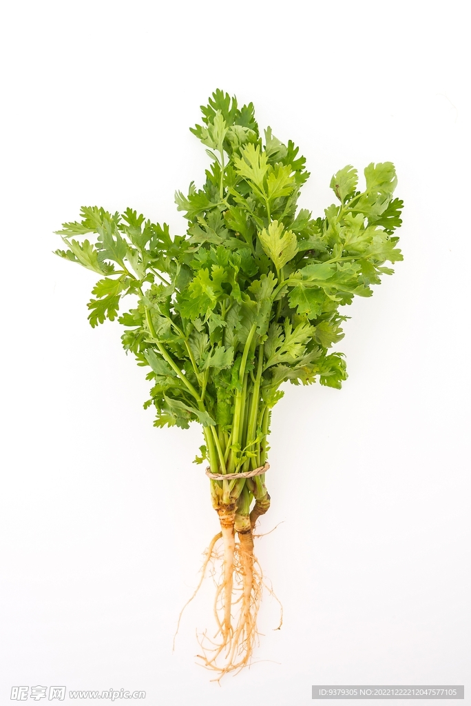 香菜