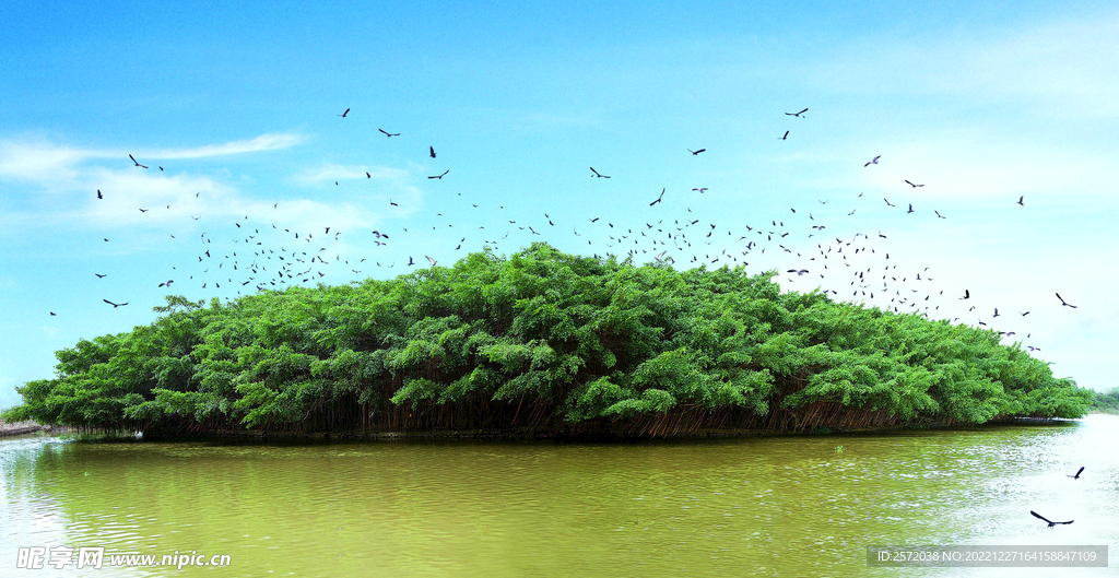 广东新会小鸟天堂湿地