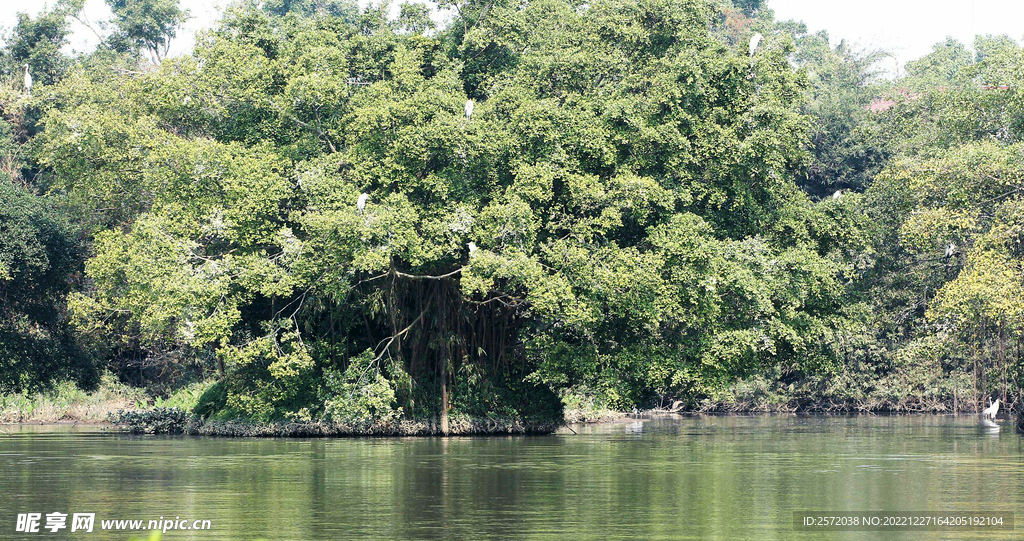 广东新会小鸟天堂湿地