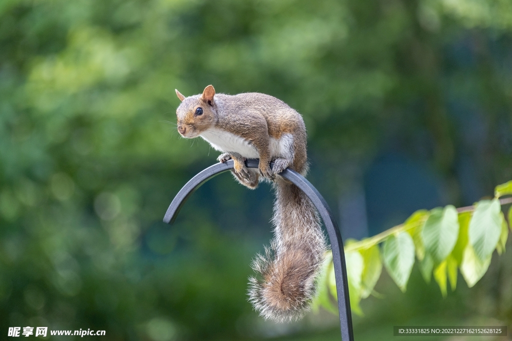 松鼠