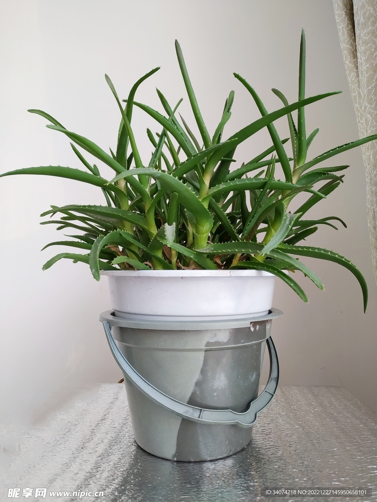 芦荟
