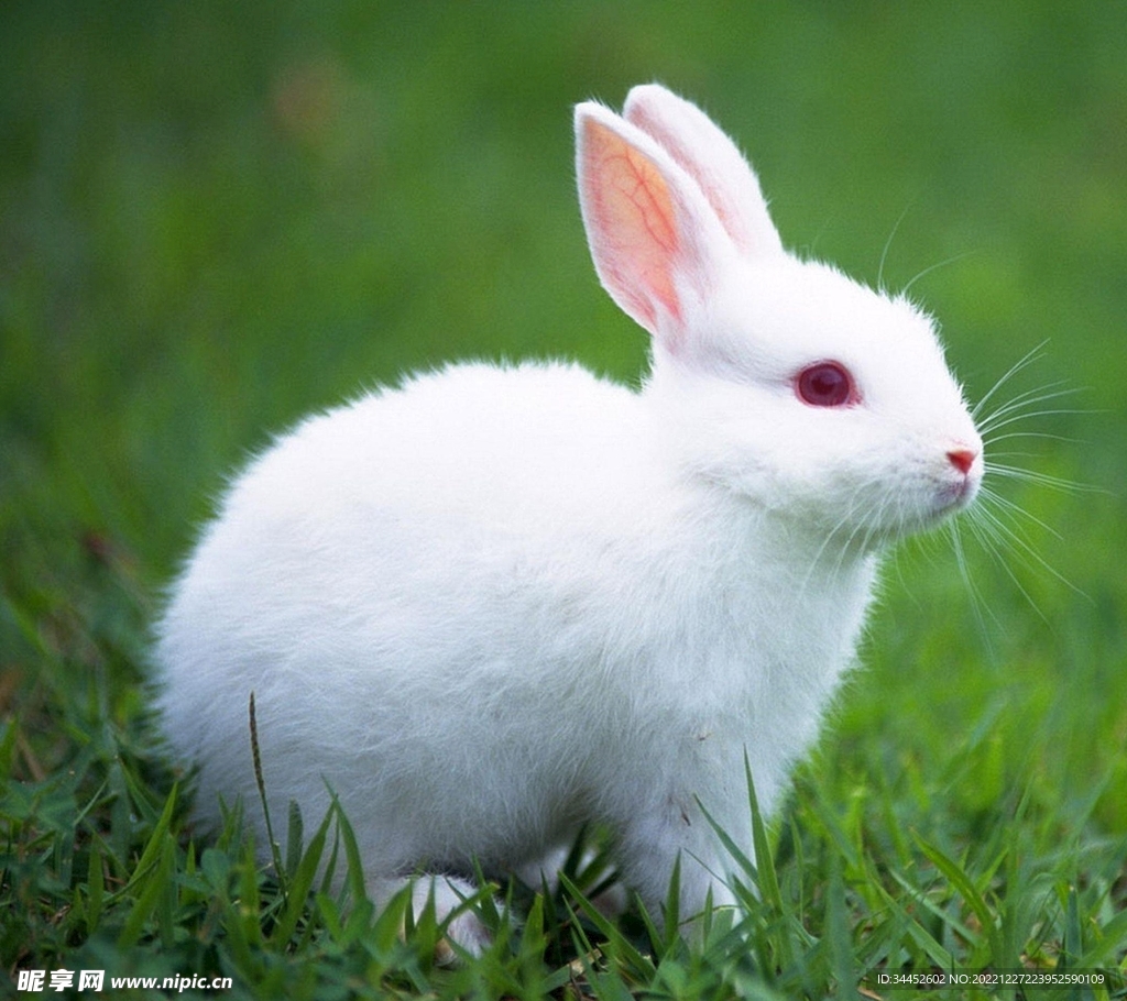 可爱的红眼睛小白兔