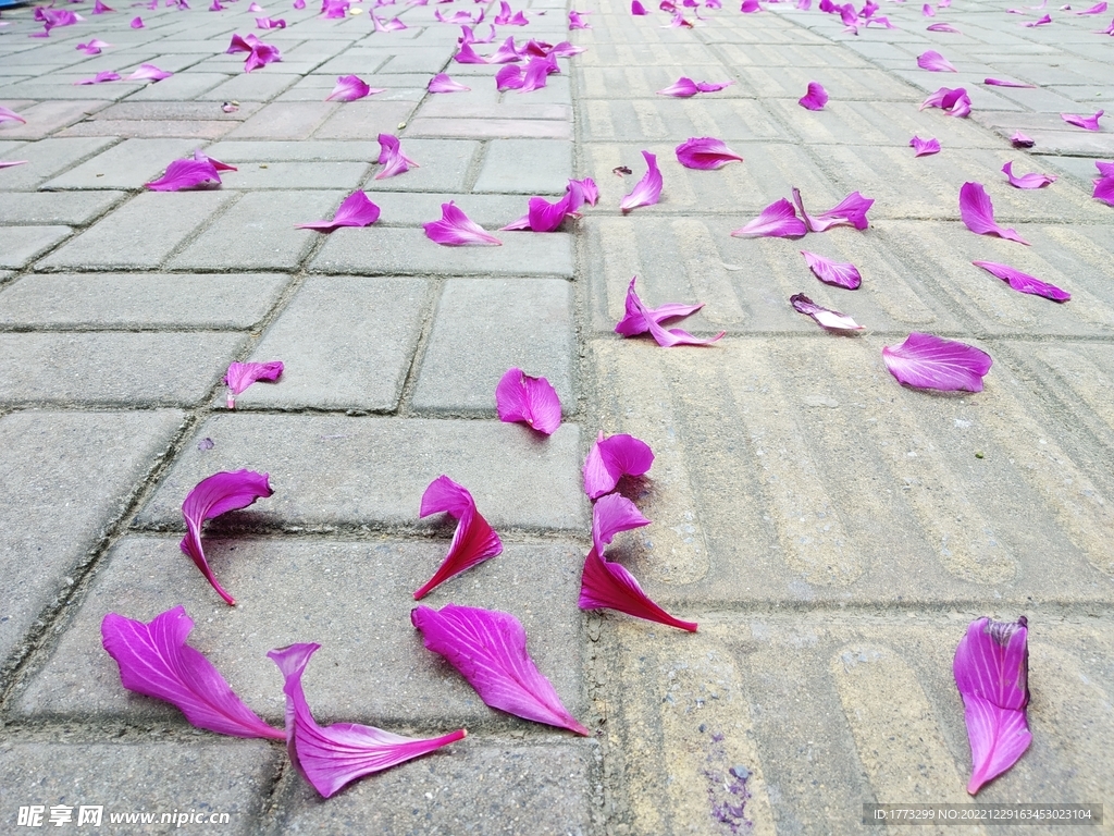 花瓣