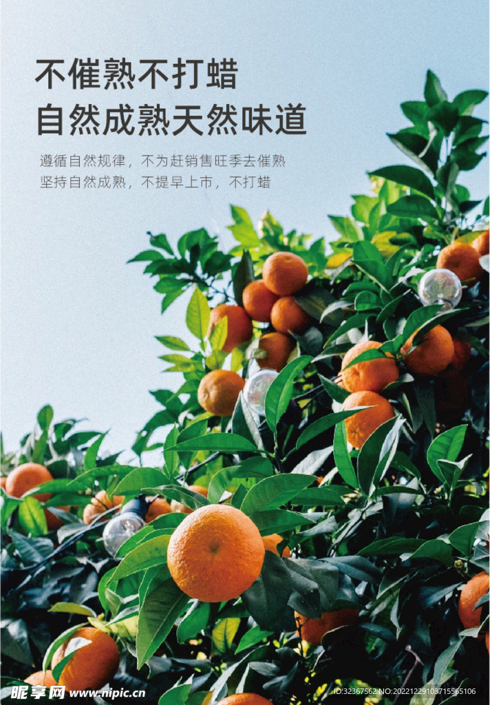 沃柑