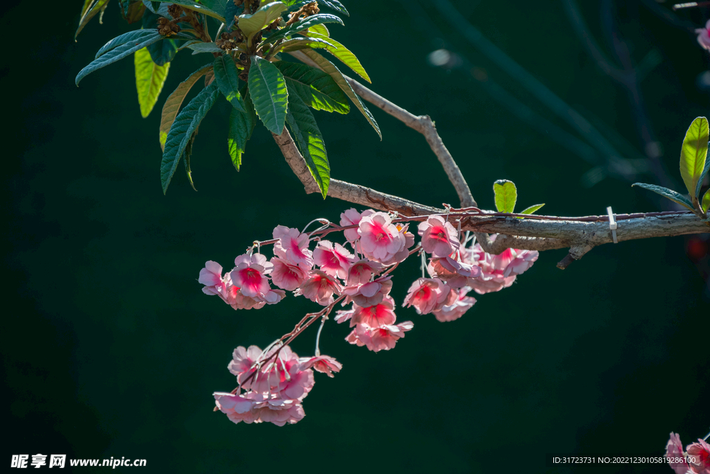 花卉 