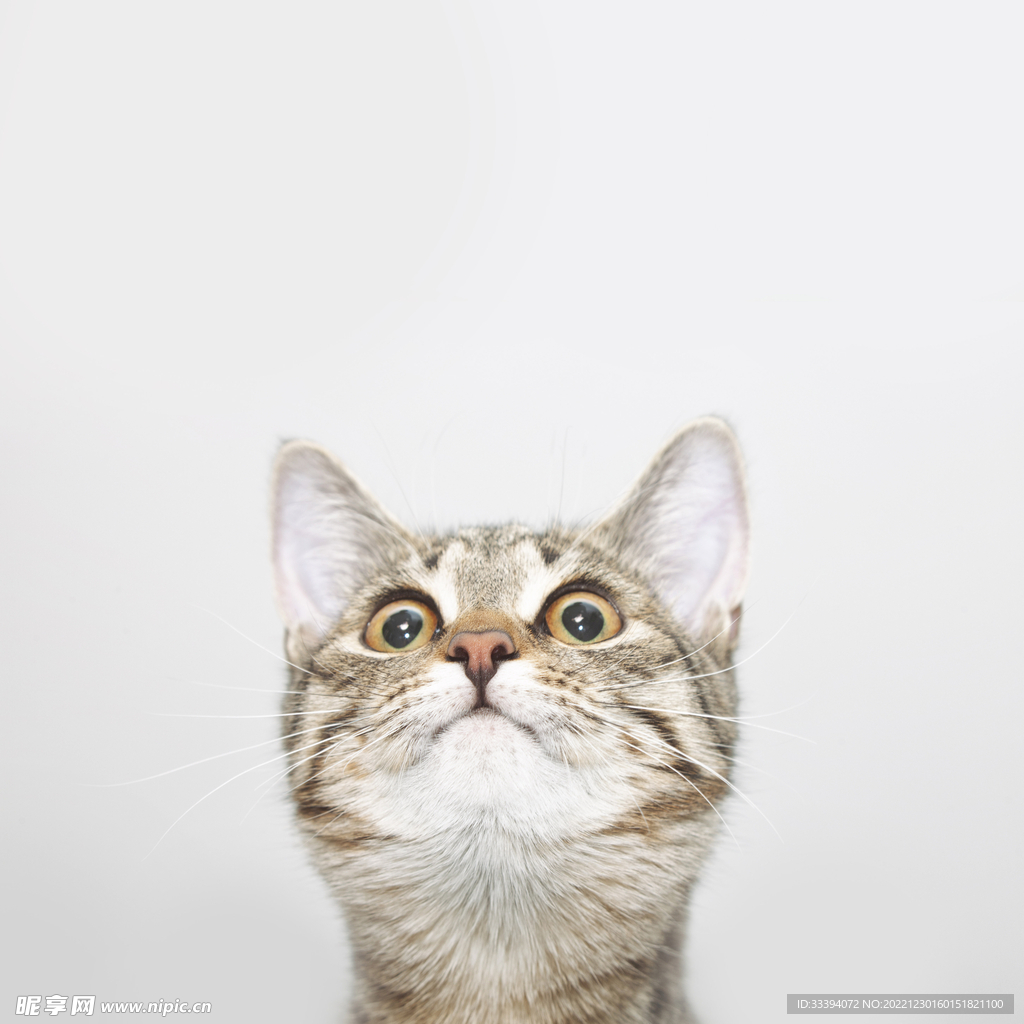 惊讶的猫向上看