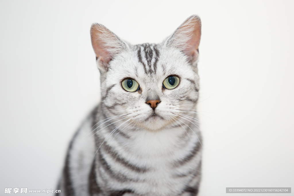 短毛虎斑猫