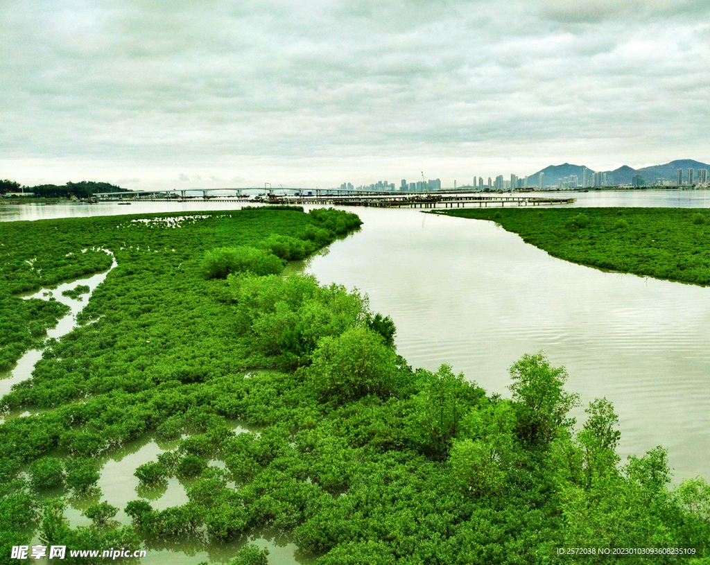 福建厦门下潭尾红树林湿地