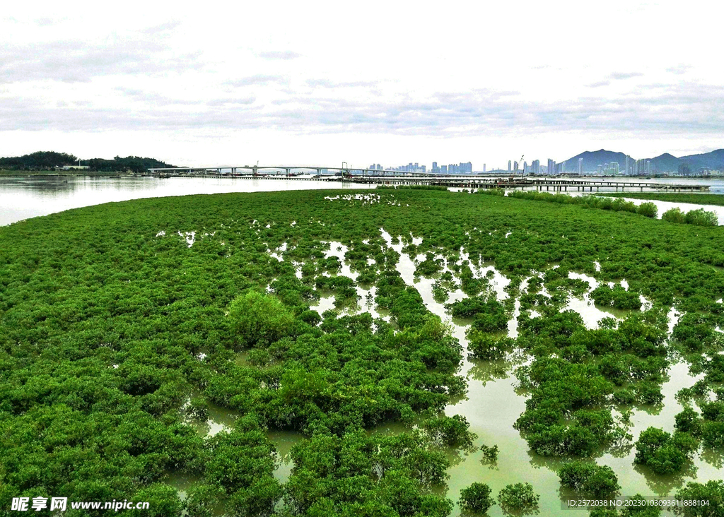 福建厦门下潭尾红树林湿地