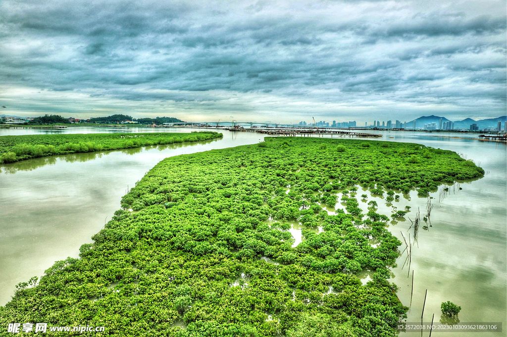 福建厦门下潭尾红树林湿地