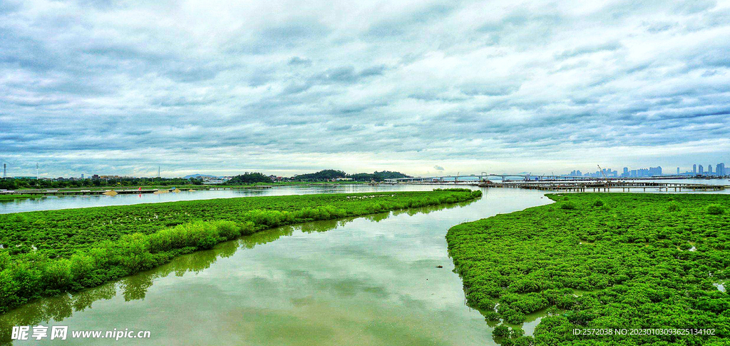 福建厦门下潭尾红树林湿地