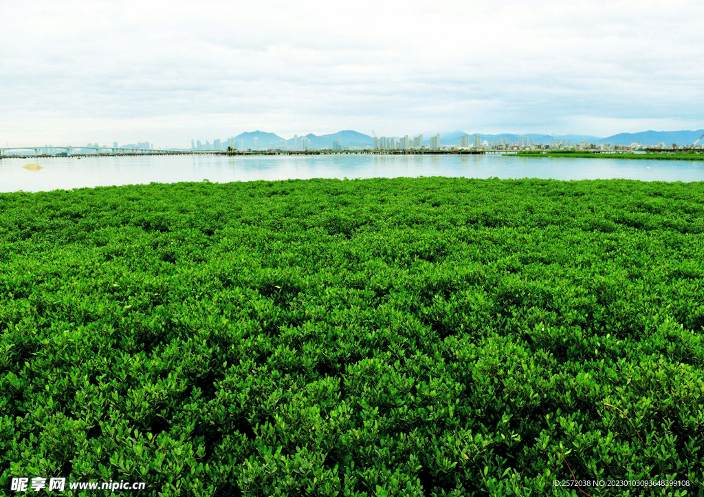 福建厦门下潭尾红树林湿地