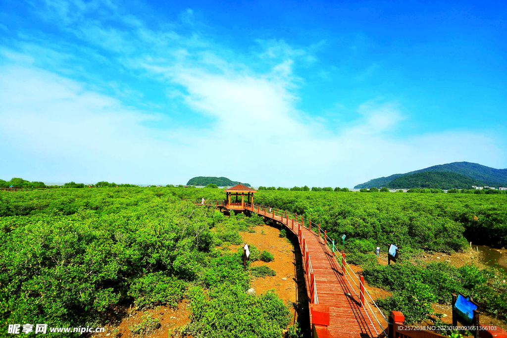 广东海陵岛红树林湿地