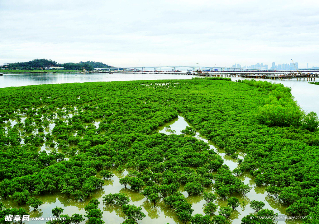 福建厦门下潭尾红树林湿地