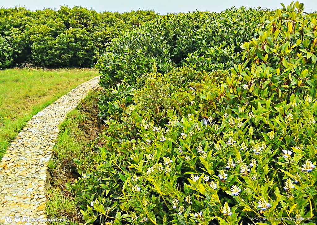 福建漳江口红树林湿地