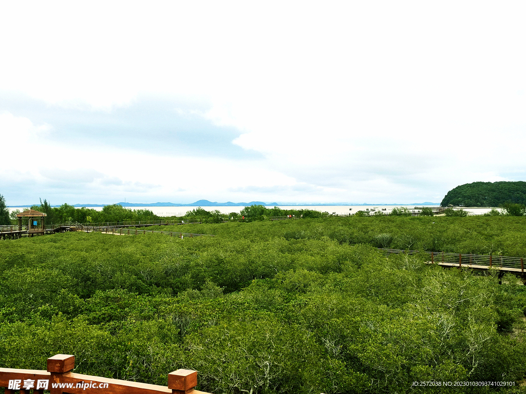 广东海陵岛红树林湿地
