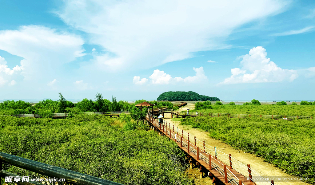 广东海陵岛红树林湿地