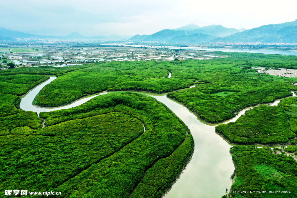 福建漳江口红树林湿地