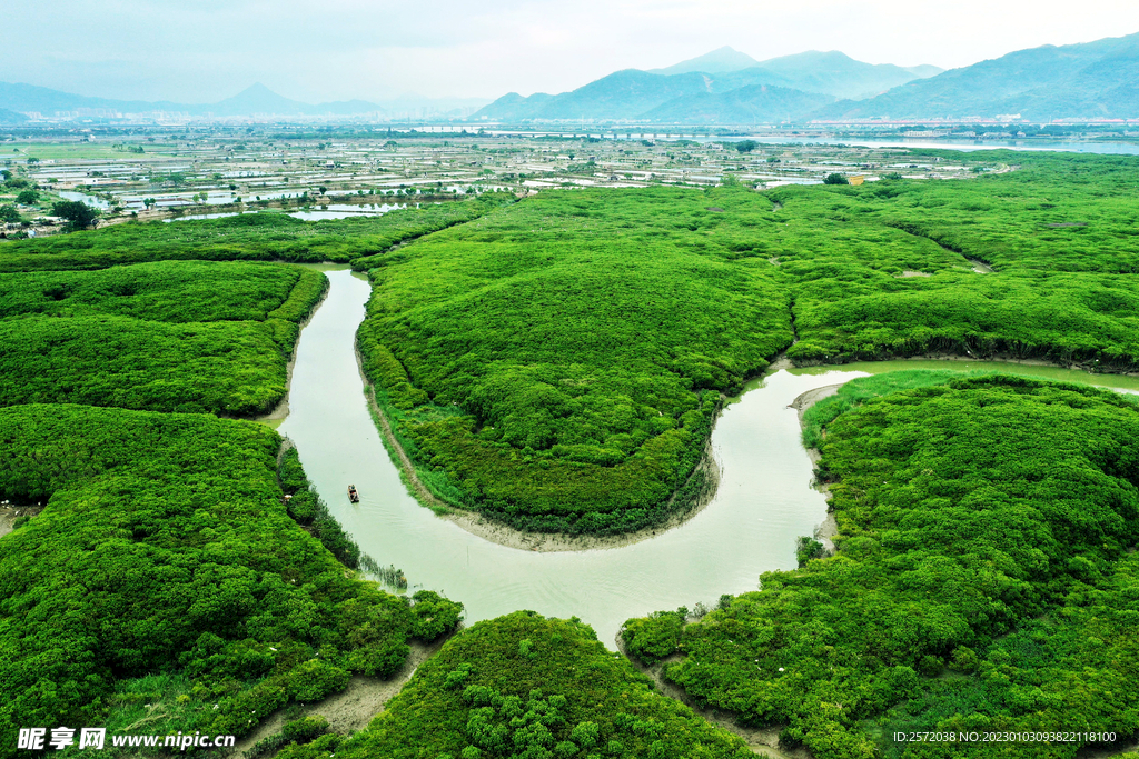 福建漳江口红树林湿地