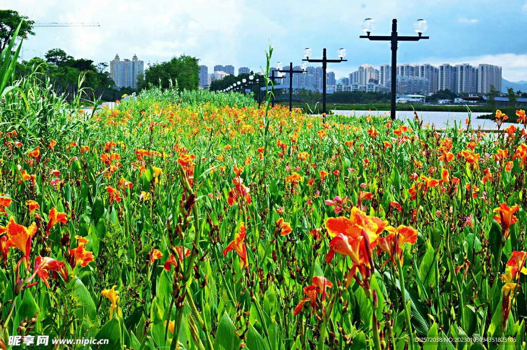广东珠海黄杨河湿地公园