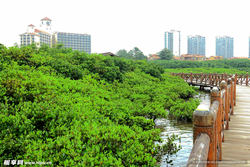 海南澄迈红树林湿地
