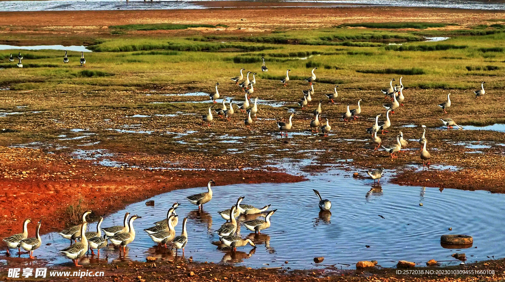 江西鄱阳湖湿地公园