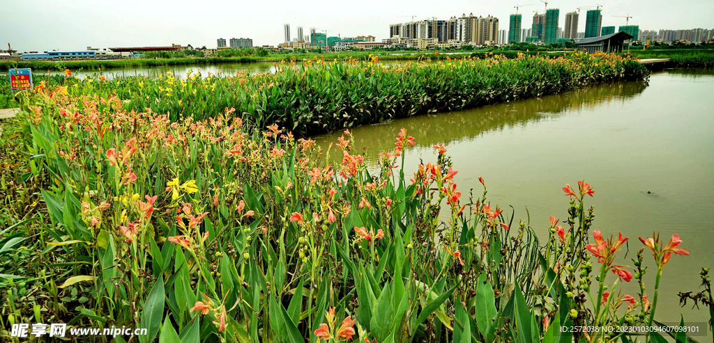 广东珠海黄杨河湿地公园