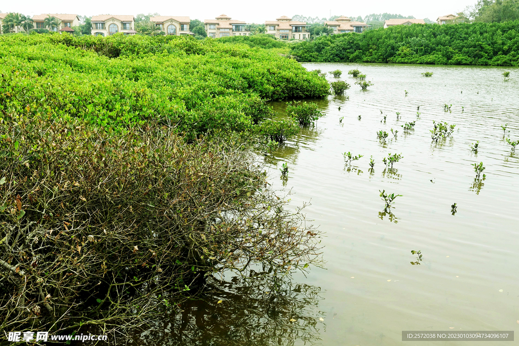 海南澄迈红树林湿地