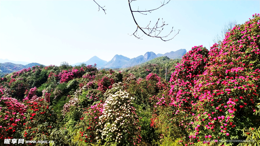 毕节百里杜鹃