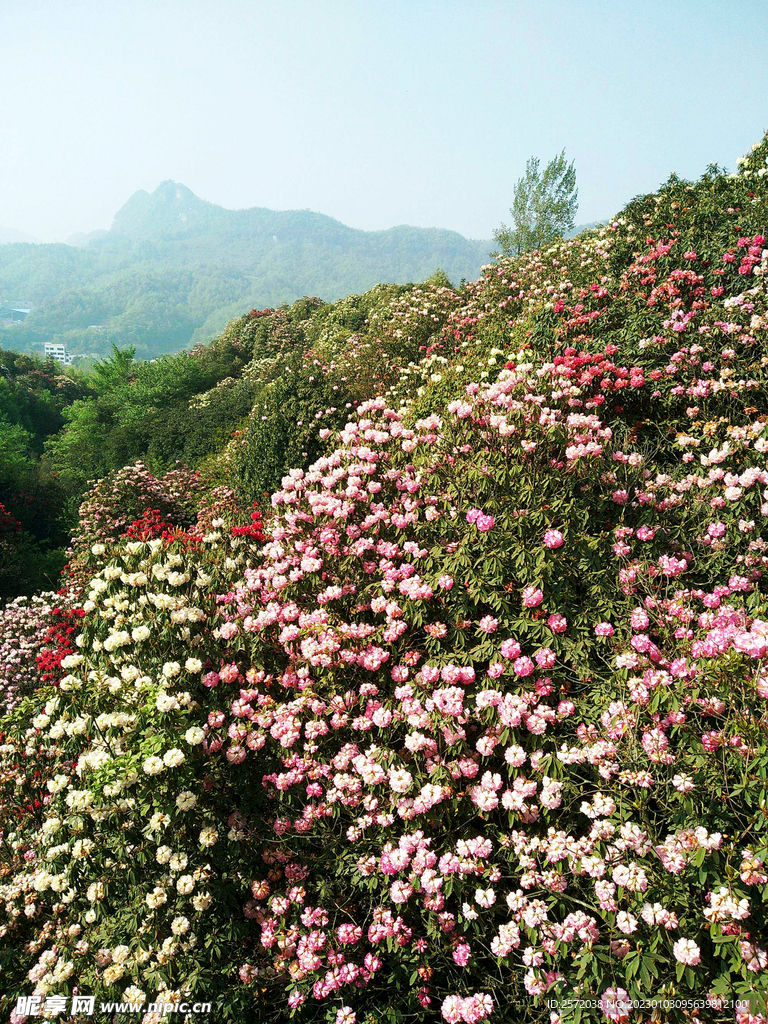 毕节百里杜鹃